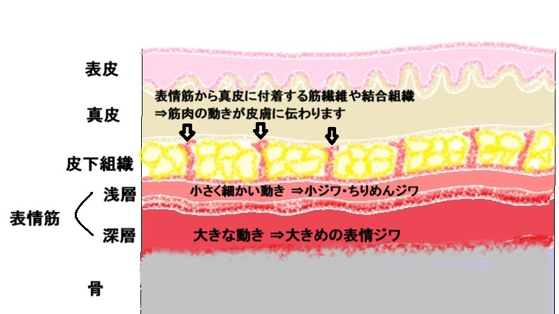 表情ジワ成り立ちのイメージ